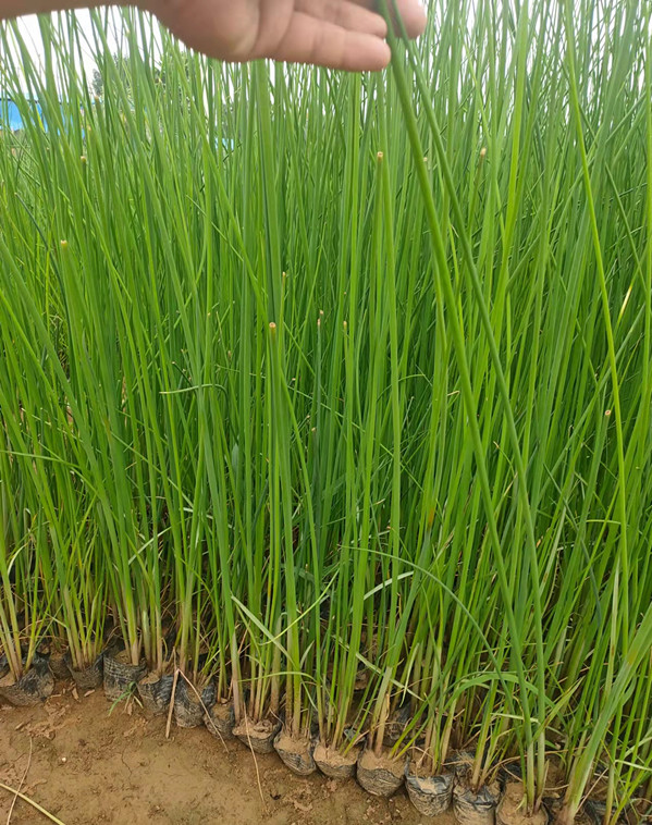 山东水葱培育基地 供应大量水葱 湿地绿化种苗